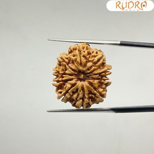 10-Mukhi-Rudraksha-Nepal-23.56-MM-With-X-Ray-SP-C.jpg January 1, 2025 152 KB