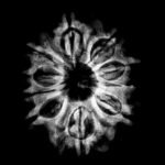 10 Mukhi Rudraksha Original (25.86 Mm) With X - Ray 9 10-Mukhi-Rudraksha-Original-25.86-Mm-With-X-Ray.jpg