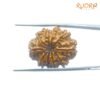 10 Mukhi Rudraksha Original (25.86 Mm) With X - Ray 12 10-Mukhi-Rudraksha-Original-25.86-Mm-With-X-Ray-Bp-C-1.Jpg