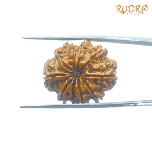 10-Mukhi-Rudraksha-Original-25.86-mm-With-X-Ray-BP-C-1.jpg