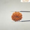 10-Mukhi-Rudraksha-Original-25.86-Mm-With-X-Ray-Bp-C.jpg January 1, 2025 138 Kb