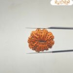 10-Mukhi-Rudraksha-Original-25.86-mm-With-X-Ray-BP-C.jpg January 1, 2025 138 KB