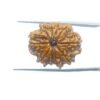 10 Mukhi Rudraksha Original (25.86 Mm) With X - Ray 34 10-Mukhi-Rudraksha-Original-25.86-Mm-With-X-Ray-Mp-C-1.Jpg