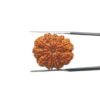 10-Mukhi-Rudraksha-Original-25.86-Mm-With-X-Ray-Mp-C.jpg January 1, 2025 66 Kb