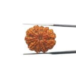 10-Mukhi-Rudraksha-Original-25.86-mm-With-X-Ray-MP-C.jpg January 1, 2025 66 KB