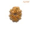 10 Mukhi Rudraksha Original (25.86 Mm) With X - Ray 13 10-Mukhi-Rudraksha-Original-25.86-Mm-With-X-Ray-Sp-C-1.Jpg