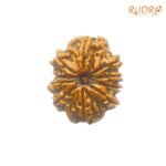 10 Mukhi Rudraksha Original (25.86 Mm) With X - Ray 7 10-Mukhi-Rudraksha-Original-25.86-Mm-With-X-Ray-Sp-C-1.Jpg