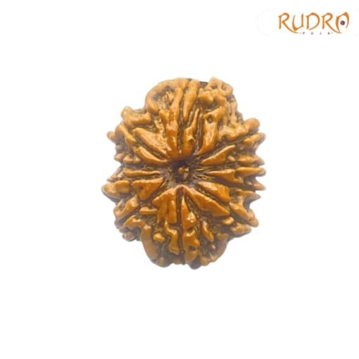 10-Mukhi-Rudraksha-Original-25.86-mm-With-X-Ray-SP-C-1.jpg