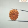 10-Mukhi-Rudraksha-Original-25.86-Mm-With-X-Ray-Sp-C.jpg January 1, 2025 141 Kb