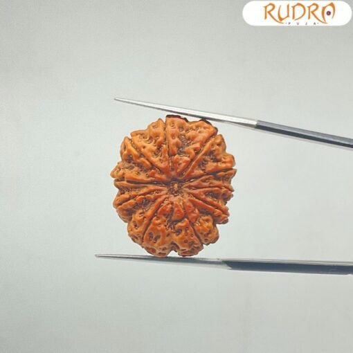 10-Mukhi-Rudraksha-Original-25.86-mm-With-X-Ray-SP-C.jpg January 1, 2025 141 KB