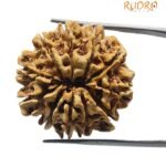 11 Mukhi Nepal Rudraksha (25.50 mm)