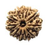 11 Mukhi Nepal Rudraksha (25.50 Mm)
