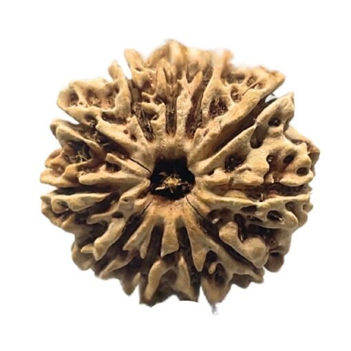 11 Mukhi Nepal Rudraksha (25.50 mm)