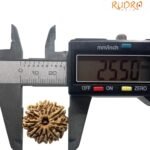 11 Mukhi Nepal Rudraksha (25.50 Mm)