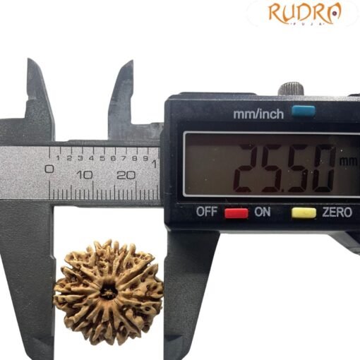 11 Mukhi Nepal Rudraksha (25.50 mm)