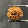 9-Mukhi-Rudraksha-Nepal-20.61-Mm-With-X-Ray-Bp-C.jpg October 26, 2024 183 Kb