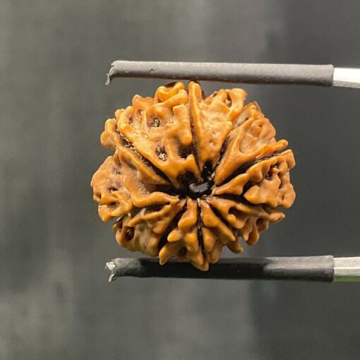 9-Mukhi-Rudraksha-Nepal-20.61-mm-With-X-Ray-BP-C.jpg October 26, 2024 183 KB