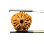 9-Mukhi-Rudraksha-Nepal-20.61-mm-With-X-Ray-MP-C.jpg October 26, 2024 83 KB