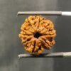 9-Mukhi-Rudraksha-Nepal-20.61-Mm-With-X-Ray-Sp-C.jpg October 26, 2024 176 Kb