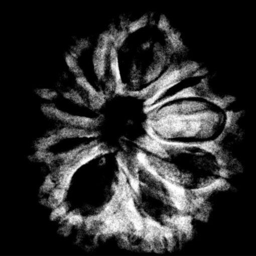 9 Mukhi Rudraksha Nepal - ( 23.40 MM ) x-ray