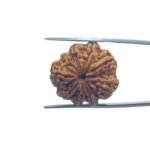 9 Mukhi Rudraksha Nepal - (23.60 MM ) With X - Ray