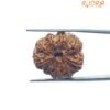 9 Mukhi Rudraksha Nepal - (23.60 Mm ) With X - Ray 12 9 Mukhi Rudraksha Nepal - (23.60 Mm ) With X - Ray