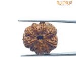 9 Mukhi Rudraksha Nepal - (23.60 MM ) With X - Ray