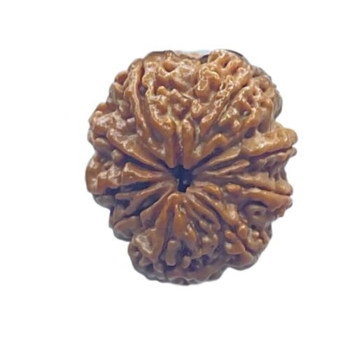 9 Mukhi Rudraksha Nepal - (23.60 MM ) With X - Ray