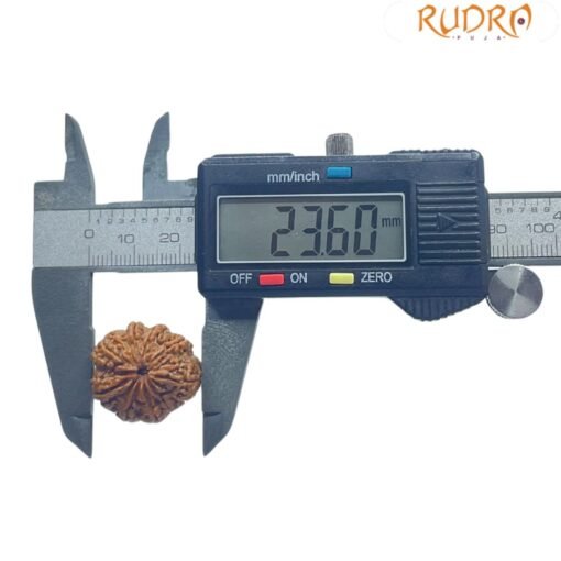 9 Mukhi Rudraksha Nepal - (23.60 MM ) With X - Ray