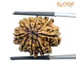 9 Mukhi Rudraksha Nepal - (23.87 MM ) With X - Ray