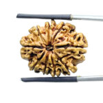9 Mukhi Rudraksha Nepal - (23.87 MM ) With X - Ray