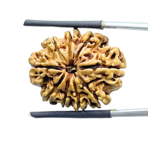 9 Mukhi Rudraksha Nepal - (23.87 MM ) With X - Ray