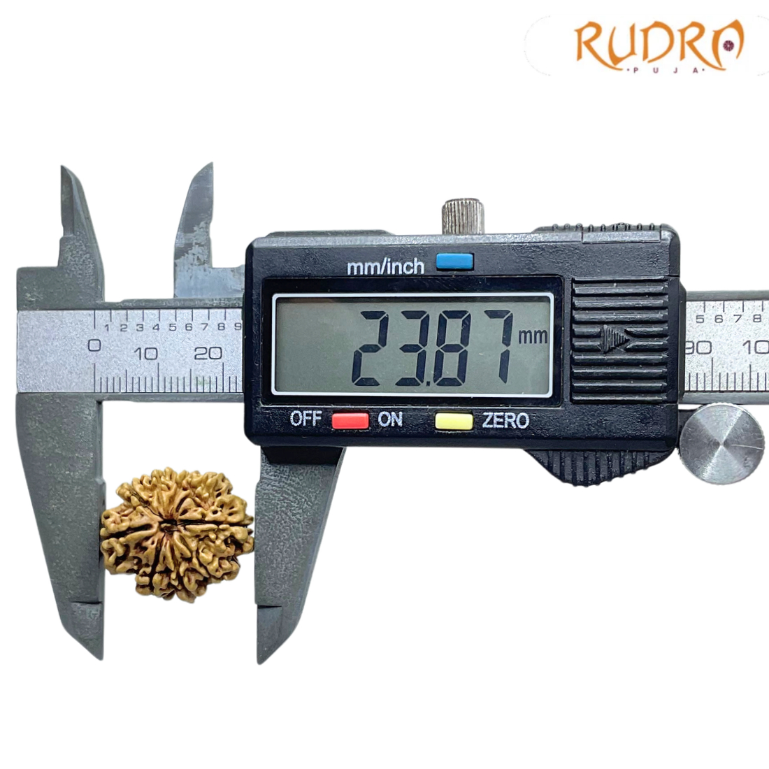 9 Mukhi Rudraksha Nepal - (23.87 MM ) With X - Ray