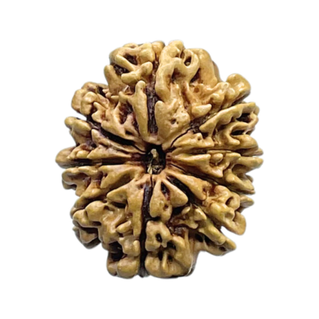9 Mukhi Rudraksha Nepal - (23.87 MM ) With X - Ray