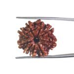 9 Mukhi Rudraksha Original Nepal - ( 23.15 MM )