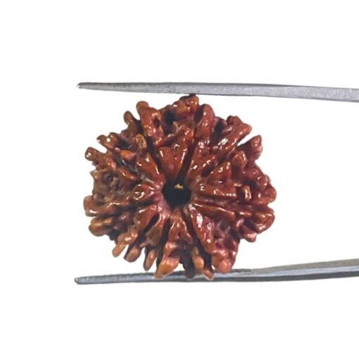 9 Mukhi Rudraksha Original Nepal - ( 23.15 Mm )