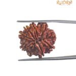 9 Mukhi Rudraksha Original Nepal - ( 23.15 MM )