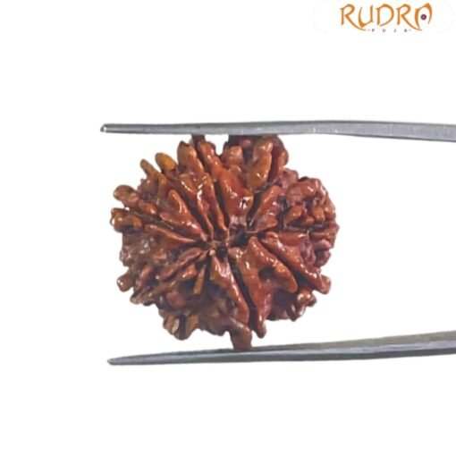 9 Mukhi Rudraksha Original Nepal - ( 23.15 Mm )