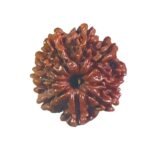 9 Mukhi Rudraksha Original Nepal - ( 23.15 Mm )
