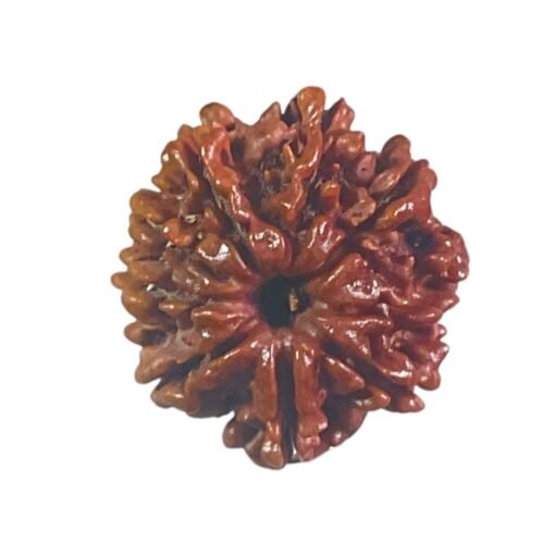 9 Mukhi Rudraksha Original Nepal - ( 23.15 Mm )