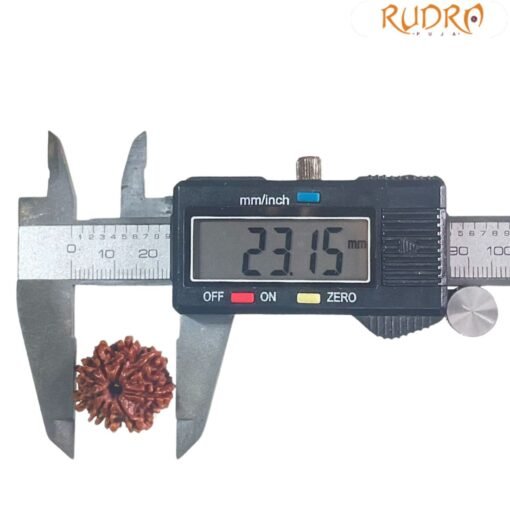 9 Mukhi Rudraksha Original Nepal - ( 23.15 Mm )