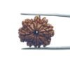 9 Mukhi Rudraksha Original Nepal - ( 24.60 Mm ) 33 9 Mukhi Rudraksha Original Nepal - ( 24.60 Mm )