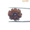 9 Mukhi Rudraksha Original Nepal - ( 24.60 Mm ) 12 9 Mukhi Rudraksha Original Nepal - ( 24.60 Mm )
