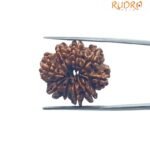 9 Mukhi Rudraksha Original Nepal - ( 24.60 MM )