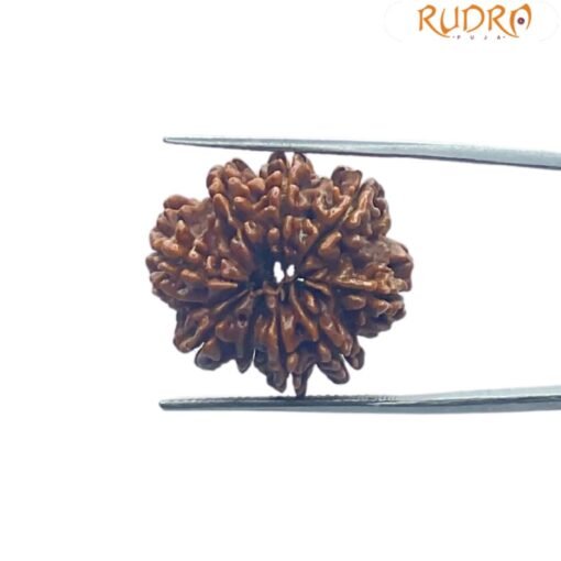 9 Mukhi Rudraksha Original Nepal - ( 24.60 MM )