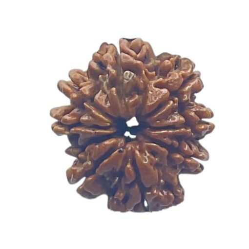 9 Mukhi Rudraksha Original Nepal - ( 24.60 MM )