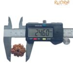 9 Mukhi Rudraksha Original Nepal - ( 24.60 Mm ) 8 9 Mukhi Rudraksha Original Nepal - ( 24.60 Mm )