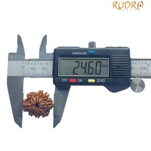 9 Mukhi Rudraksha Original Nepal - ( 24.60 MM )