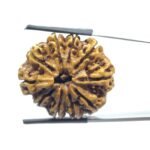 Collector 10 Mukhi Nepal Rudraksha - ( 29.40 MM )