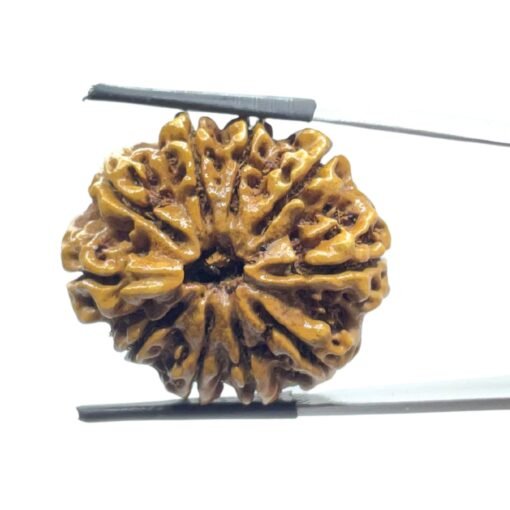 Collector 10 Mukhi Nepal Rudraksha - ( 29.40 Mm )